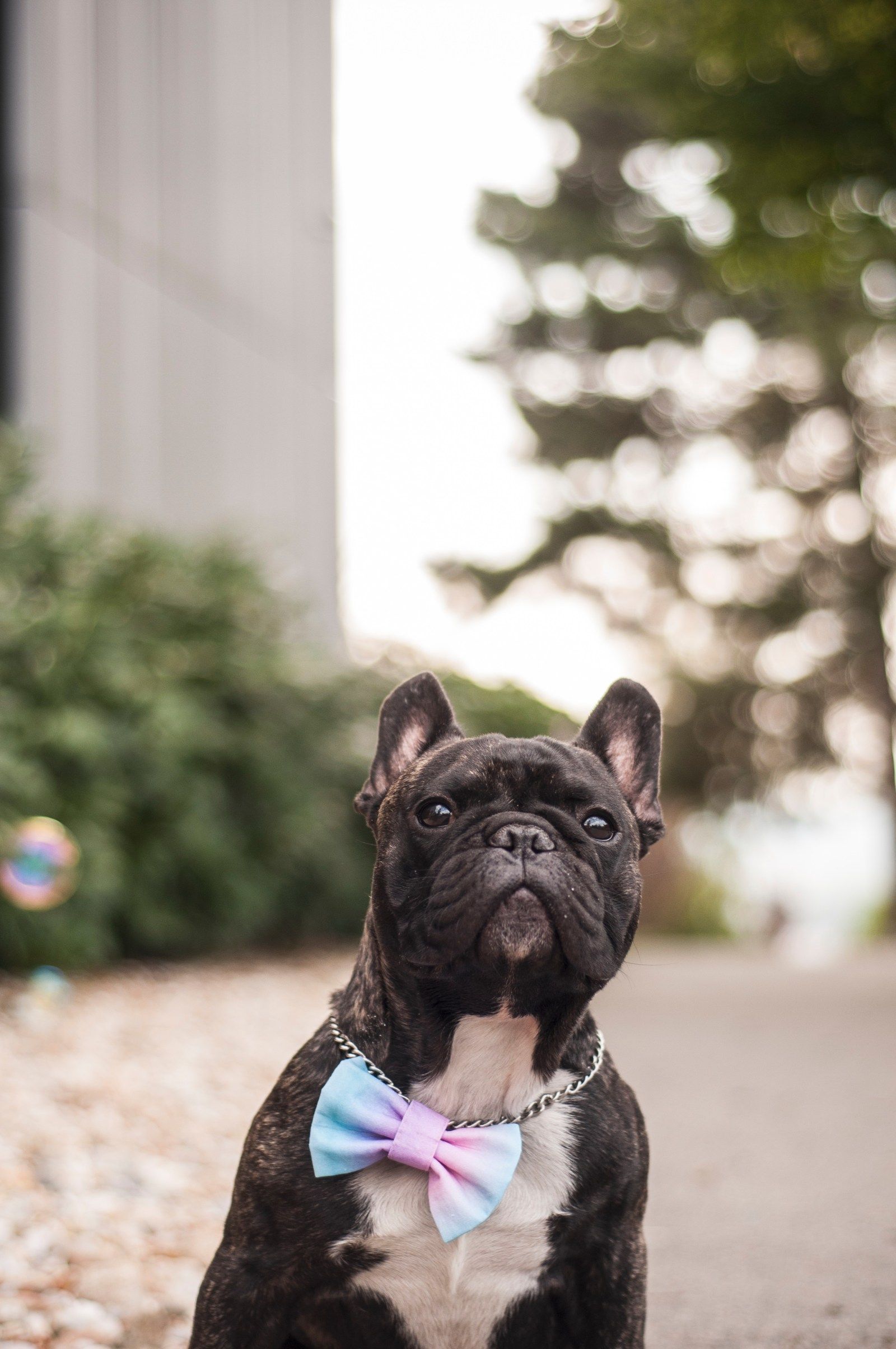 Ralph (Enday Bullyroyal Club) (foto 3)
