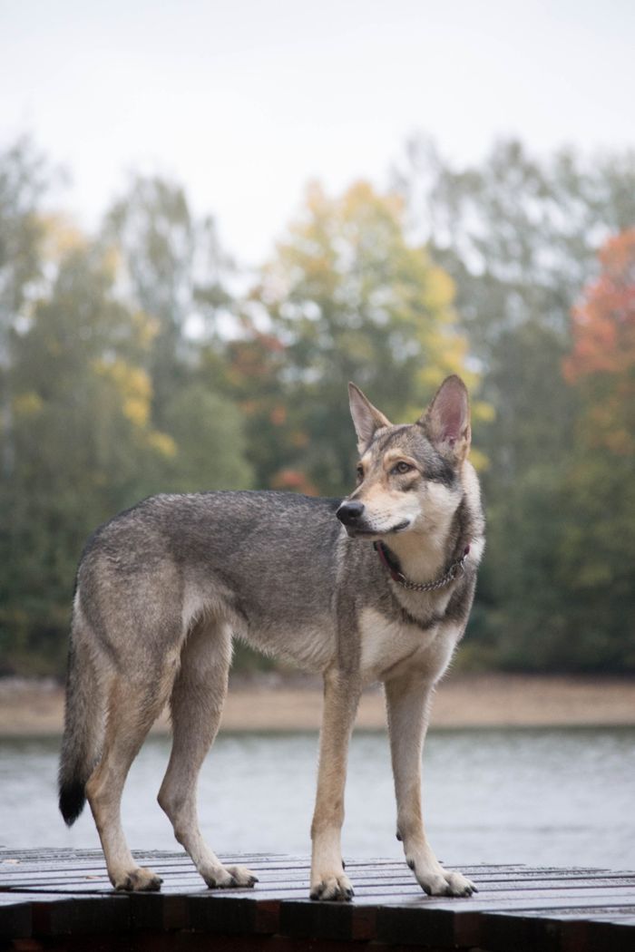 Arista z Rodu Vlka (Arunka), Saarloosův vlčák (foto 11)