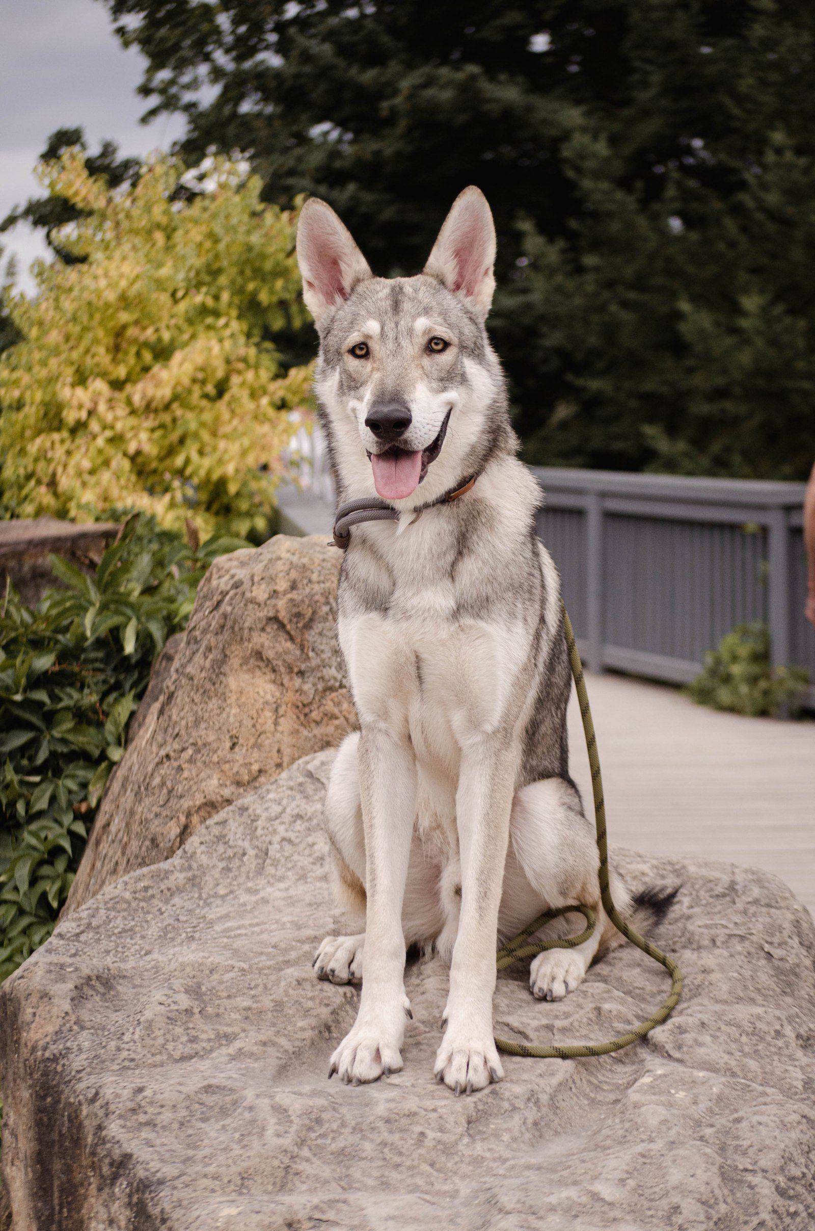Daario Wolfmoon Rosenwolf, Saarloosův vlčák (foto 3)