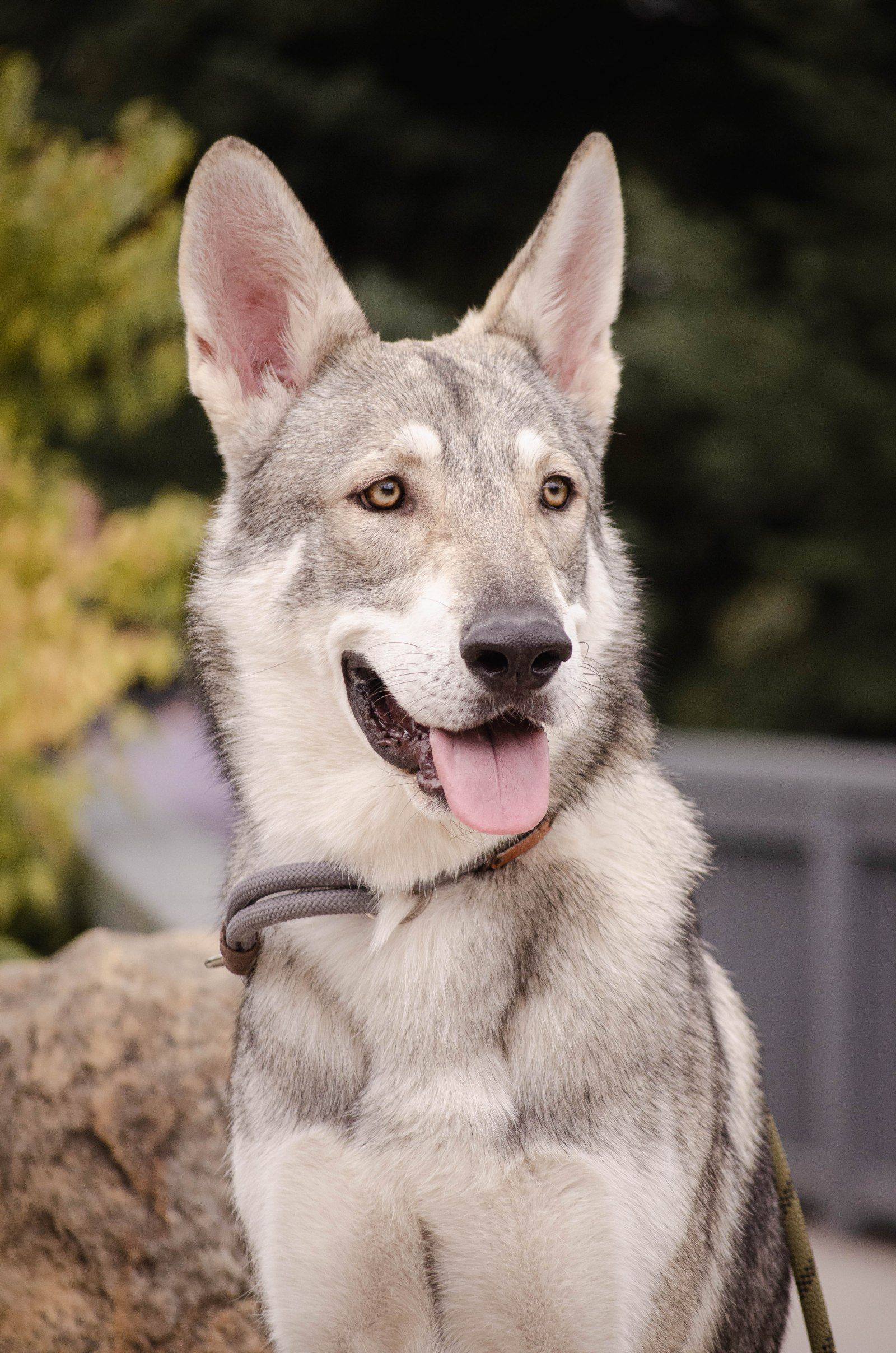 Daario Wolfmoon Rosenwolf, Saarloosův vlčák (foto 1)