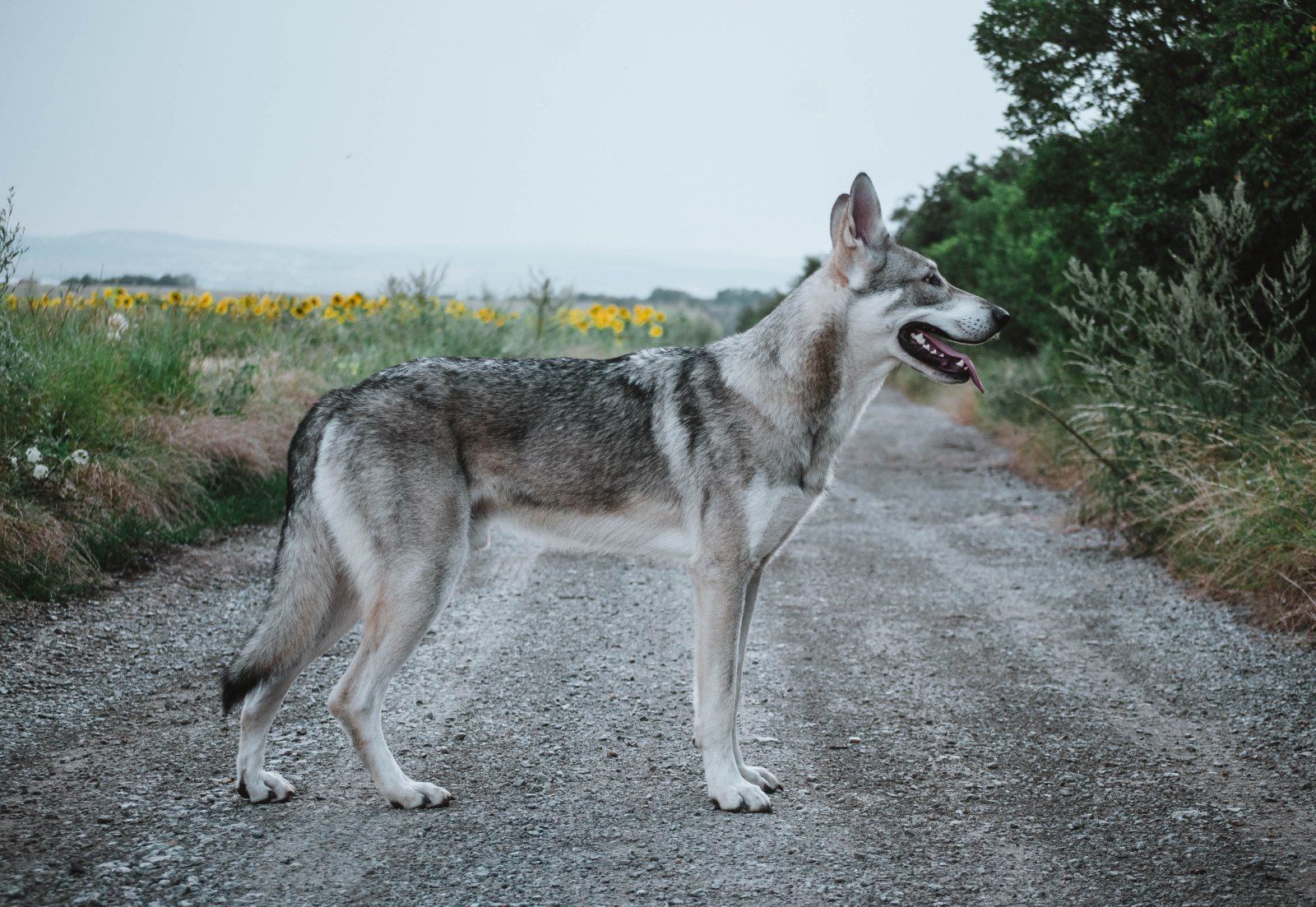 Daario Wolfmoon Rosenwolf, Saarloosův vlčák (foto 4)
