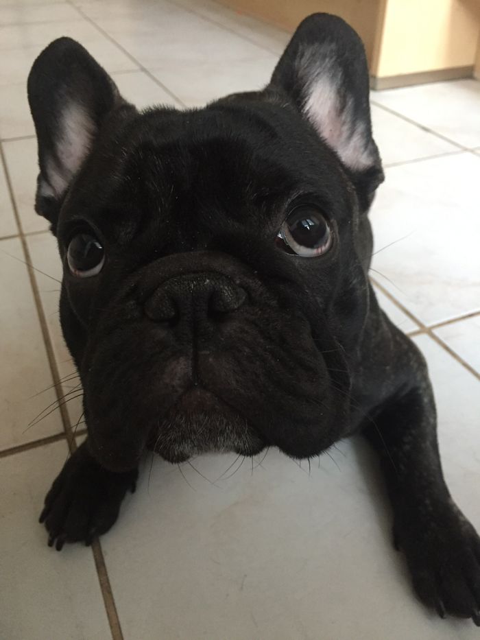 Ralph (Enday Bullyroyal Club) (foto 4)
