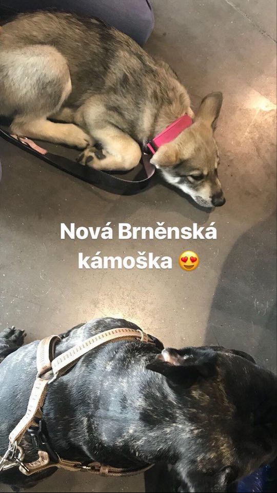 Saarloosův vlčák – O nás – historie (foto 1)