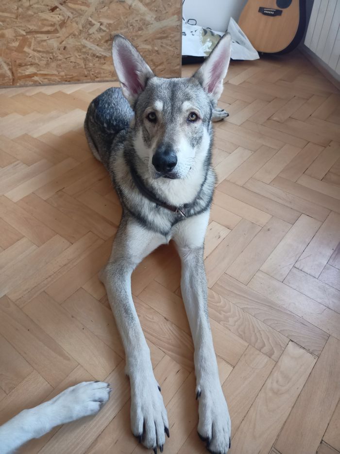 Saarloosův vlčák – Jak vypadá život se SAV? (foto 34)