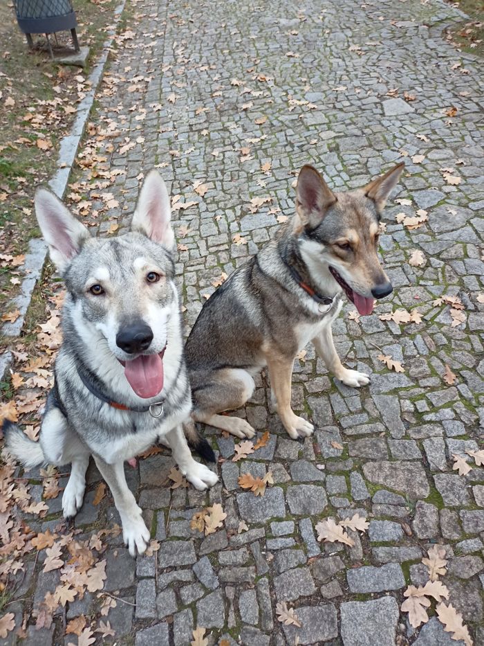 Saarloosův vlčák – Jak vypadá život se SAV? (foto 33)