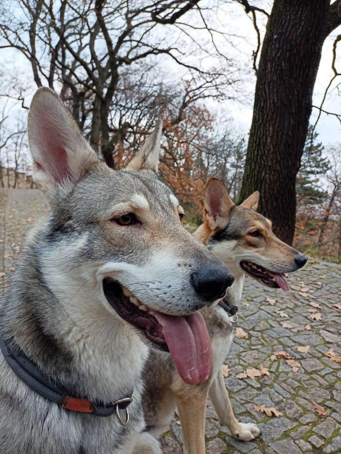 Saarloosův vlčák – Jak vypadá život se SAV? (foto 1)