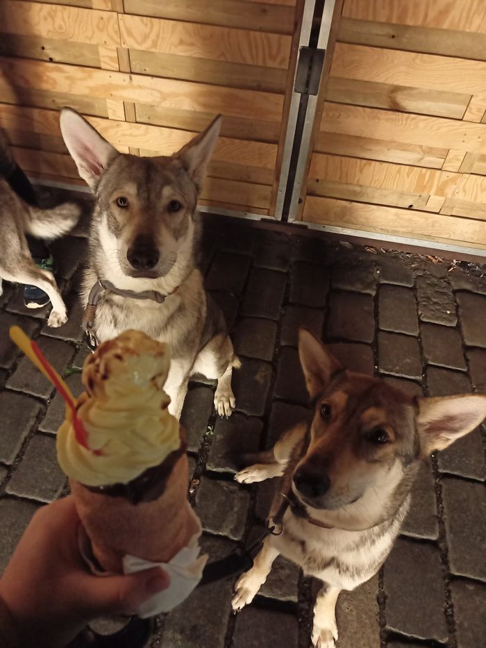 Saarloosův vlčák – Jak vypadá život se SAV? (foto 2)