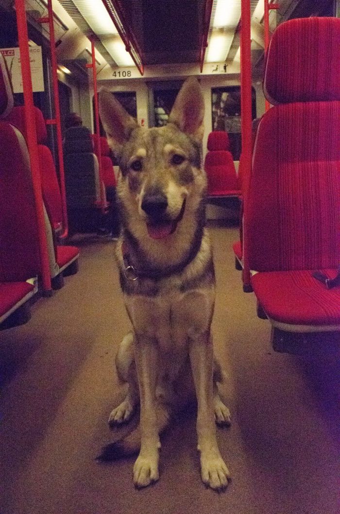 Saarloosův vlčák – Jak vypadá život se SAV? (foto 10)