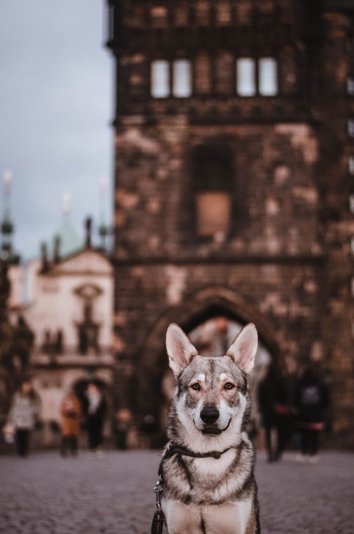 Saarloosův vlčák – Jak vypadá život se SAV? (foto 19)