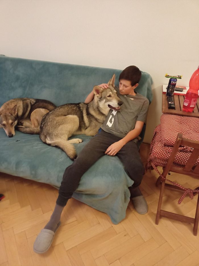 Saarloosův vlčák – Jak vypadá život se SAV? (foto 14)
