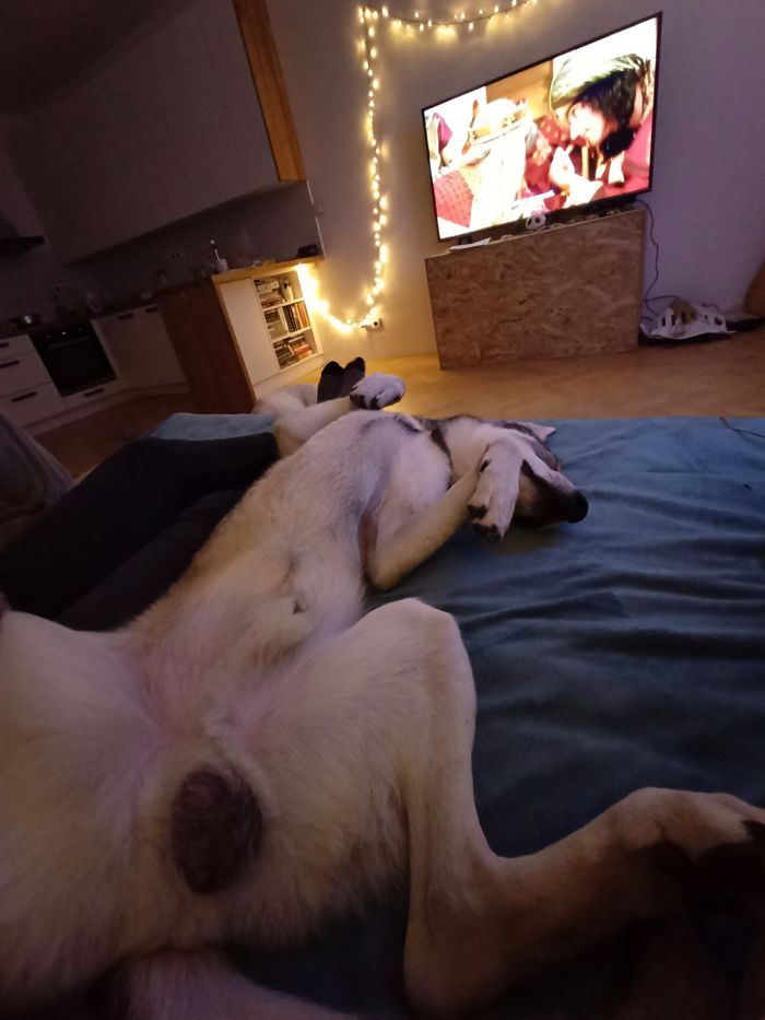 Saarloosův vlčák – Jak vypadá život se SAV? (foto 8)