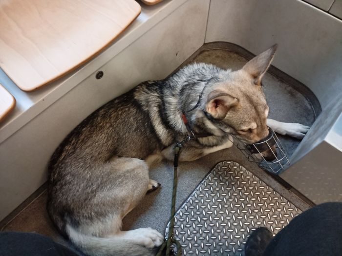 Saarloosův vlčák – Jak vypadá život se SAV? (foto 21)