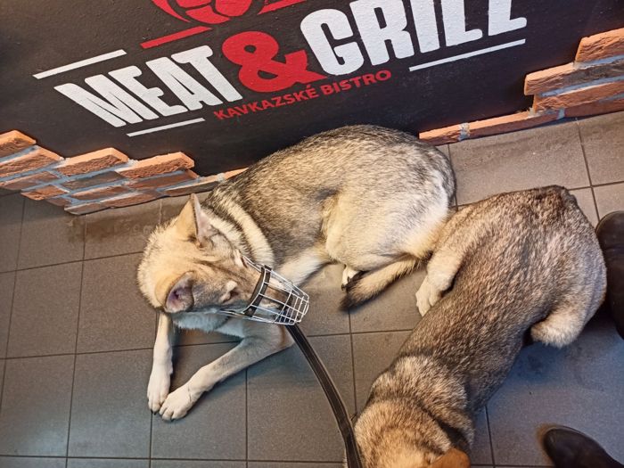 Saarloosův vlčák – Jak vypadá život se SAV? (foto 22)