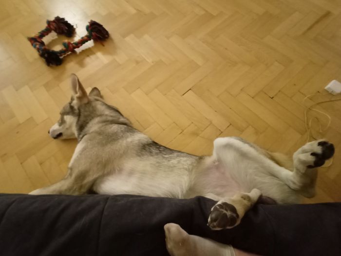 Saarloosův vlčák – Jak vypadá život se SAV? (foto 6)