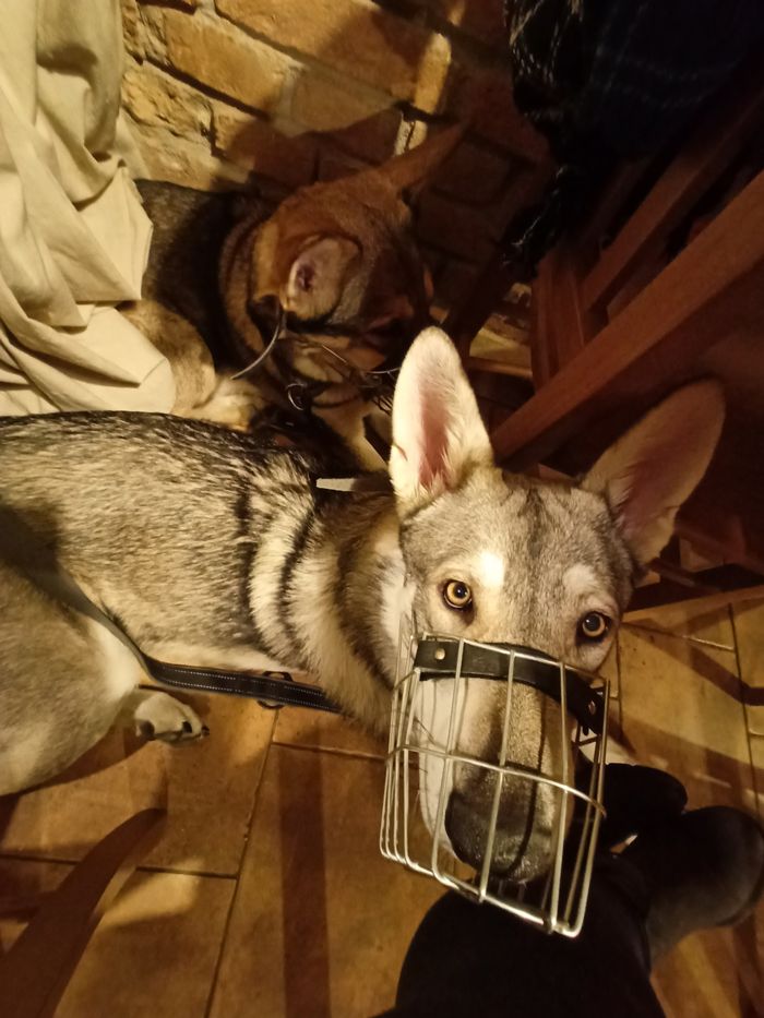 Saarloosův vlčák – Jak vypadá život se SAV? (foto 9)