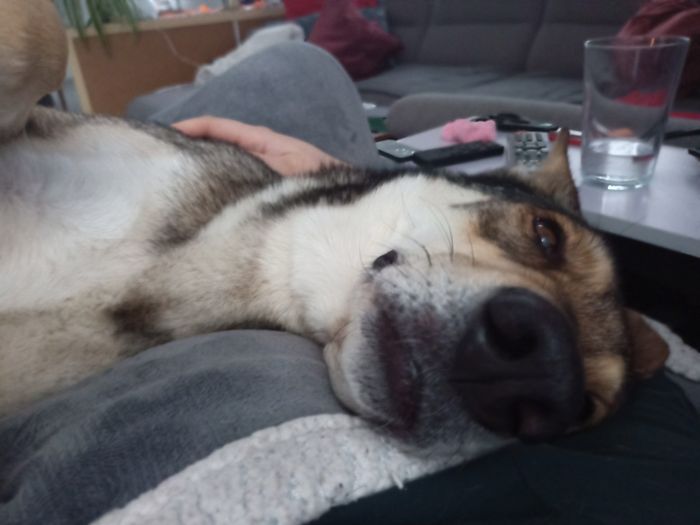 Saarloosův vlčák – Jak vypadá život se SAV? (foto 18)