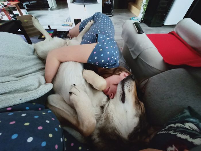 Saarloosův vlčák – Jak vypadá život se SAV? (foto 23)