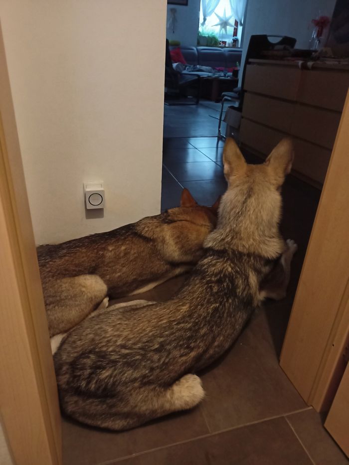 Saarloosův vlčák – Jak vypadá život se SAV? (foto 13)