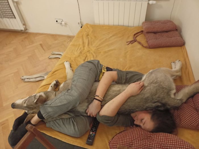 Saarloosův vlčák – Jak vypadá život se SAV? (foto 25)
