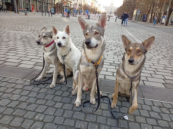 Saarloosův vlčák – Jak vypadá život se SAV? (foto 28)
