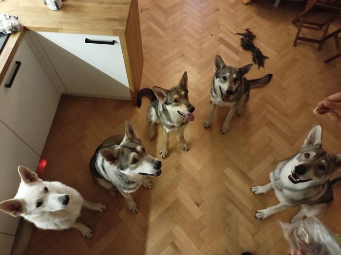 Saarloosův vlčák – Jak vypadá život se SAV? (foto 31)