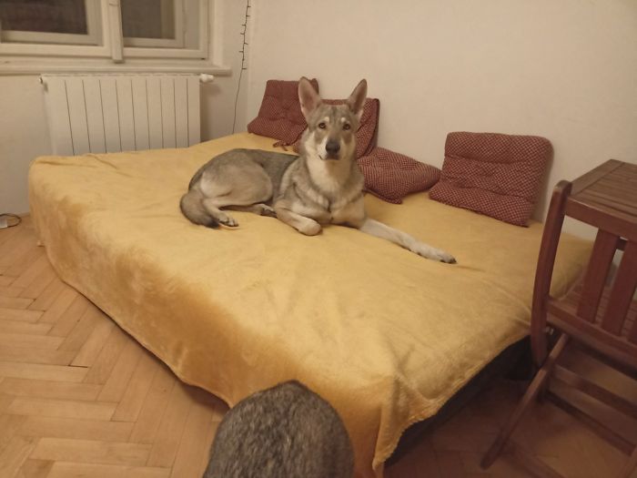 Saarloosův vlčák – Jak vypadá život se SAV? (foto 37)
