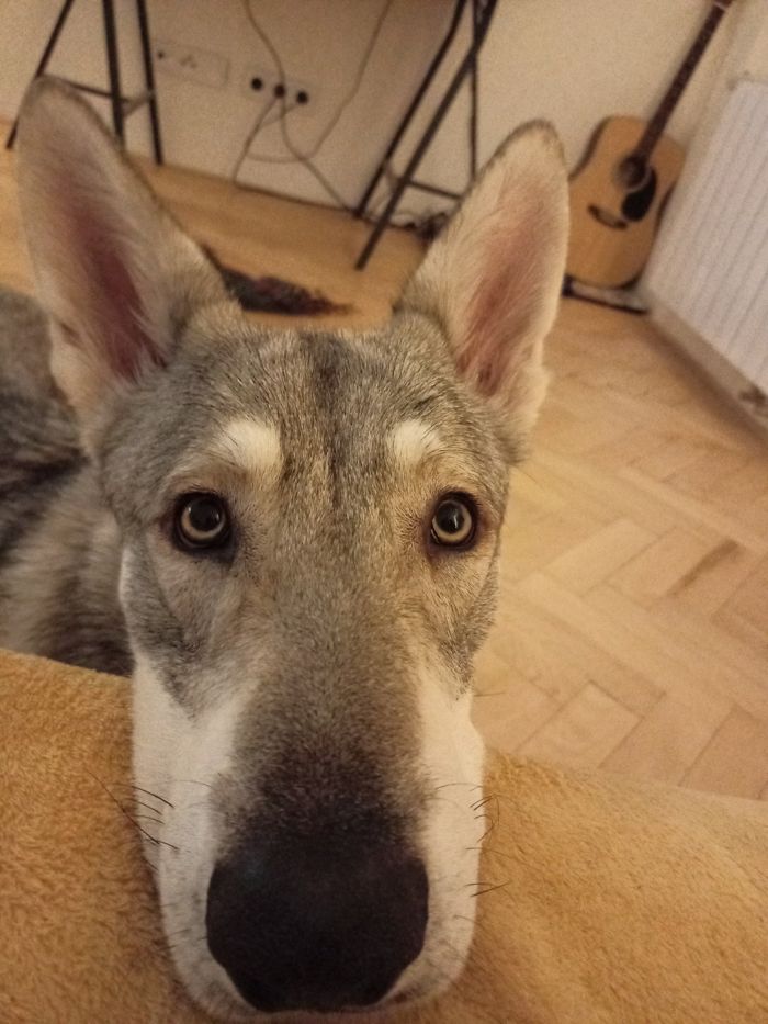 Saarloosův vlčák – Jak vypadá život se SAV? (foto 38)