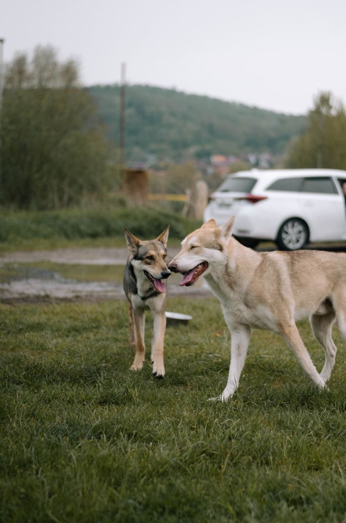 Vrh A – rodiče – Saarloosovi vlčáci Mista Melmë (foto 23)