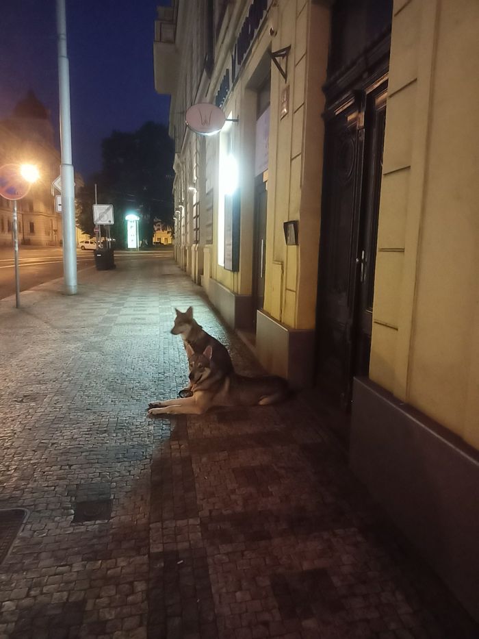 Vrh A – deník – Saarloosovi vlčáci Mista Melmë (foto 10)