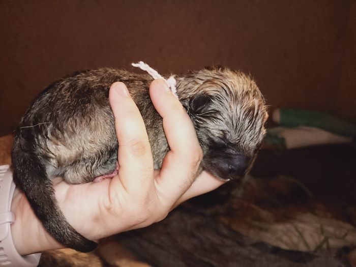 Agatha Moira Mista Melmë z vrhu A, Saarloosův vlčák (foto 1)
