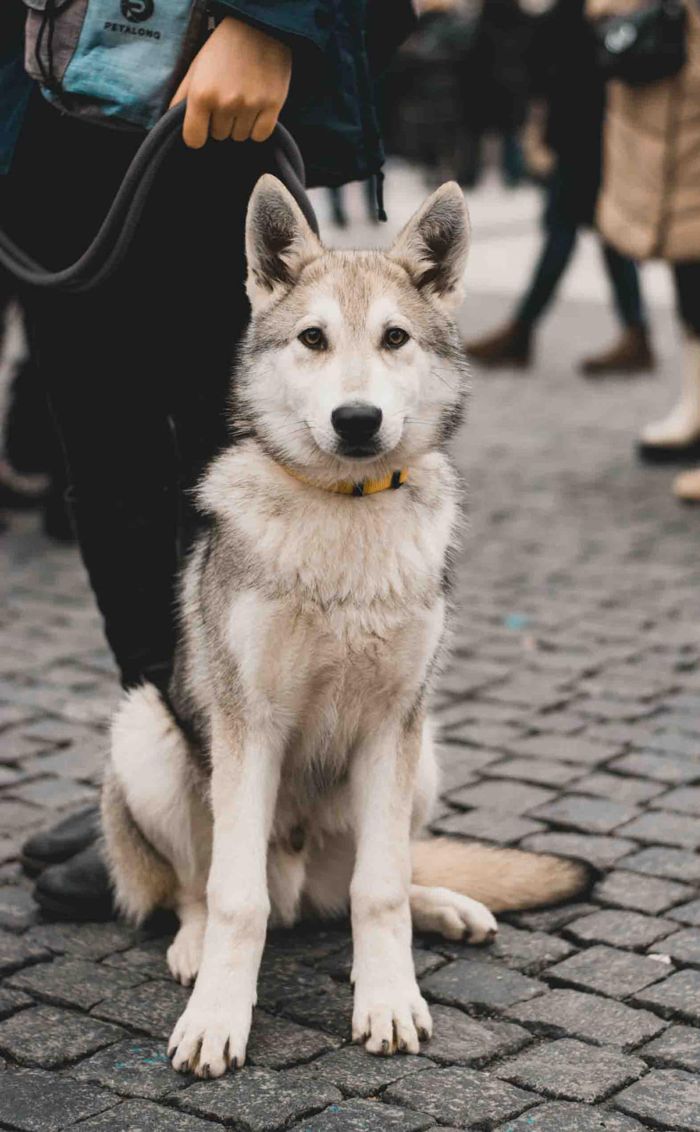 Aegon Loki Mista Melmë z vrhu A, Saarloosův vlčák (foto 12)