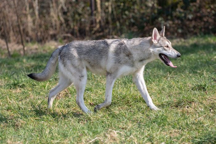 Aladar Thyme Mista Melmë z vrhu A, Saarloosův vlčák (foto 10)