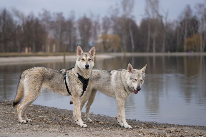 Ava Shania Mista Melmë z vrhu A, Saarloosův vlčák (foto 13)