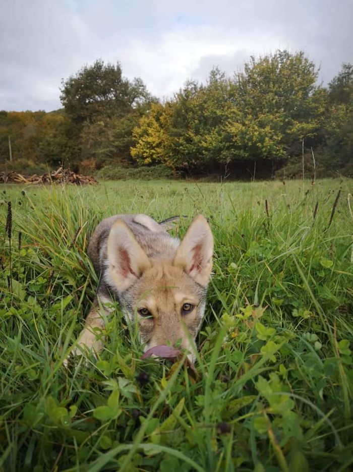 Agatha Moira Mista Melmë z vrhu A, Saarloosův vlčák (foto 18)