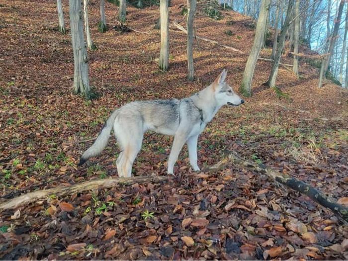 Aida Mae Mista Melmë z vrhu A, Saarloosův vlčák (foto 14)