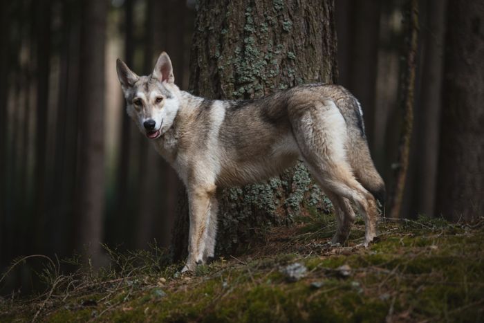Ava Shania Mista Melmë z vrhu A, Saarloosův vlčák (foto 20)