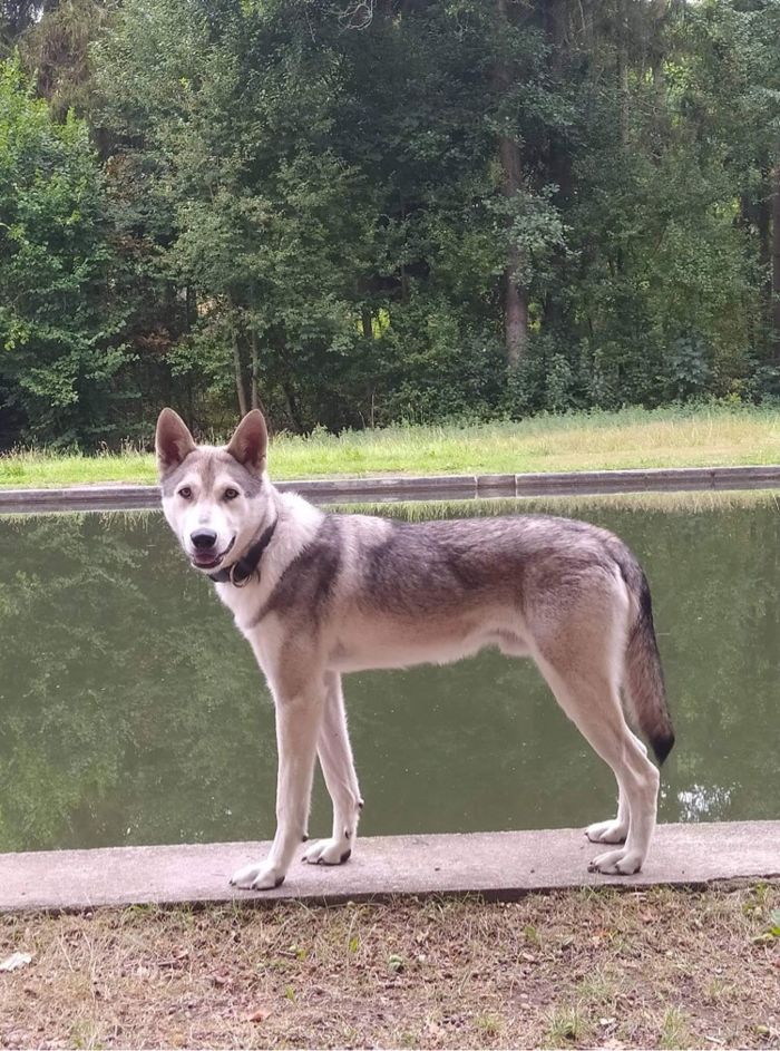 Aegon Loki Mista Melmë z vrhu A, Saarloosův vlčák (foto 17)