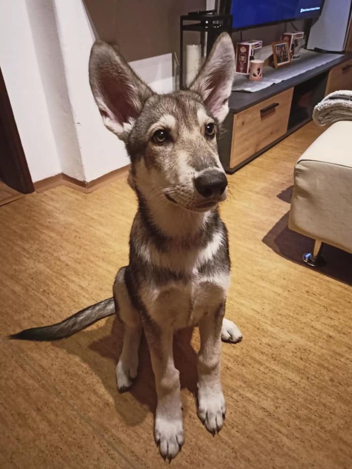 Aragorn Viggo Mista Melmë z vrhu A, Saarloosův vlčák (foto 11)