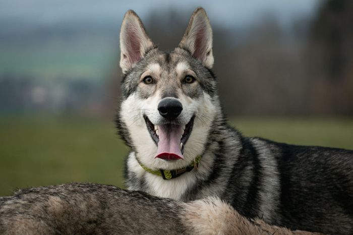 Aragorn Viggo Mista Melmë z vrhu A, Saarloosův vlčák (foto 15)