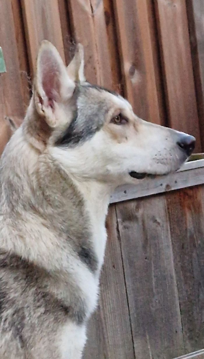 Aladar Thyme Mista Melmë z vrhu A, Saarloosův vlčák (foto 21)