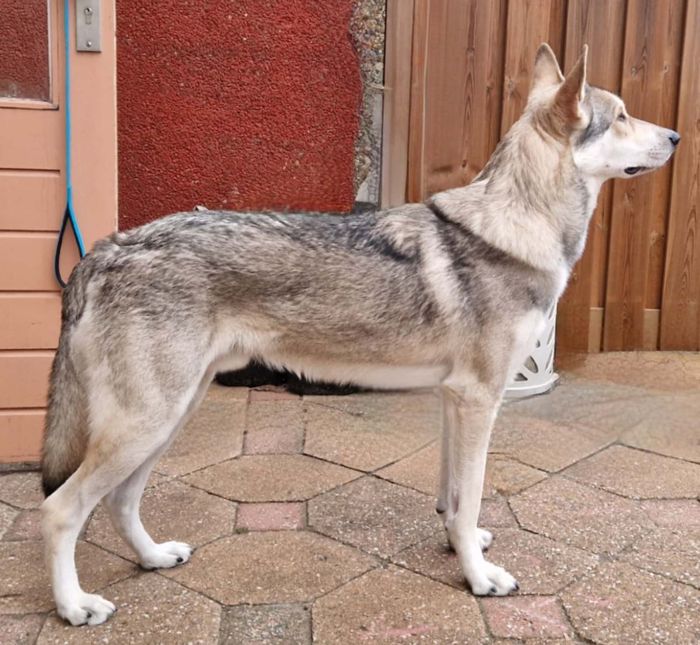 Aladar Thyme Mista Melmë z vrhu A, Saarloosův vlčák (foto 15)