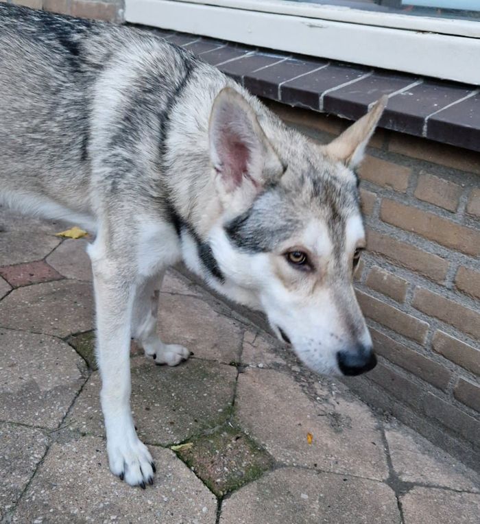 Aladar Thyme Mista Melmë z vrhu A, Saarloosův vlčák (foto 20)
