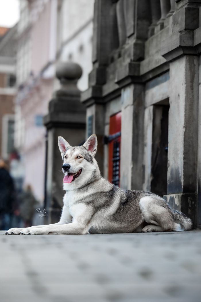 Aladar Thyme Mista Melmë z vrhu A, Saarloosův vlčák (foto 23)