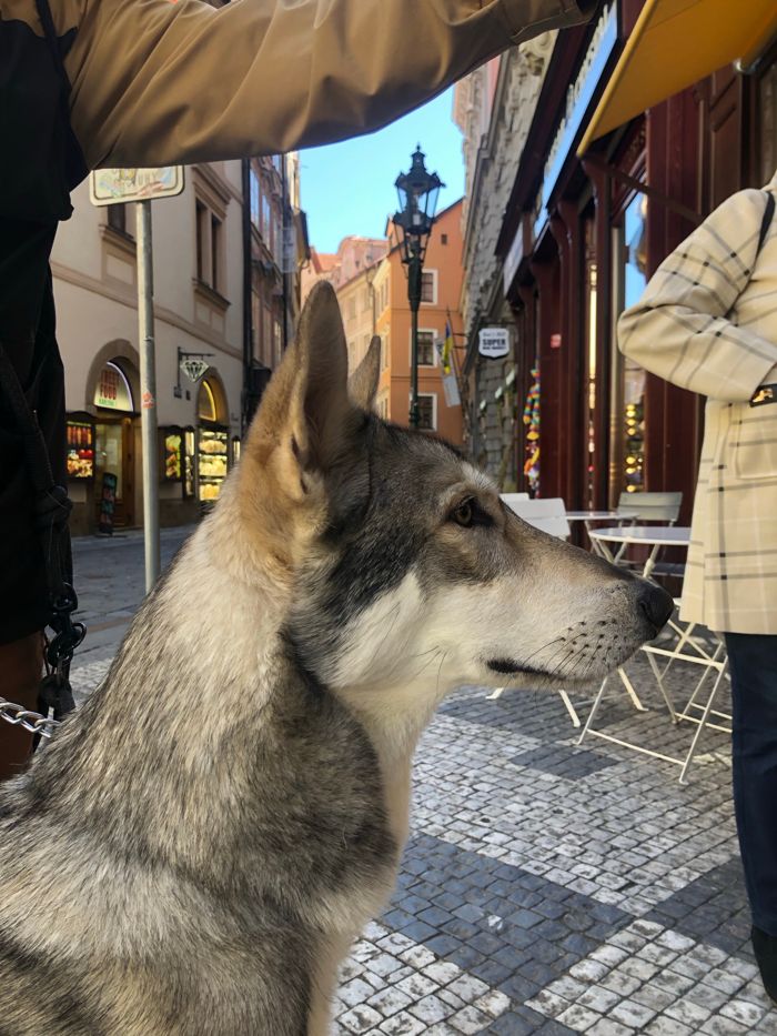 Aragorn Viggo Mista Melmë z vrhu A, Saarloosův vlčák (foto 24)