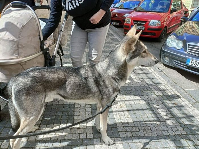 Aragorn Viggo Mista Melmë z vrhu A, Saarloosův vlčák (foto 25)