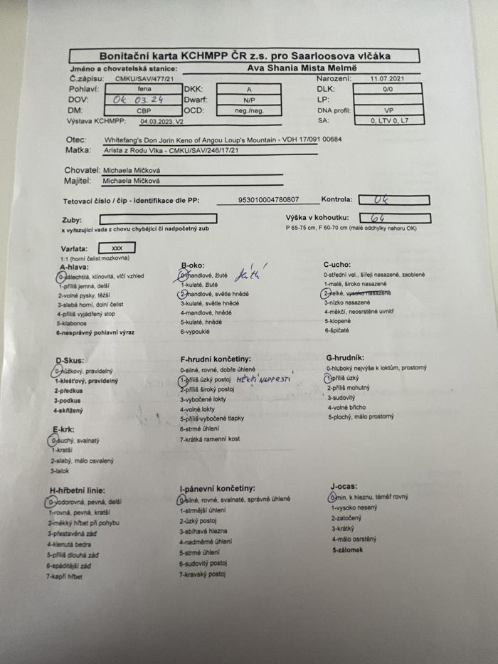 Saarloosův vlčák – Zdravotní výsledky – Ava (foto 13)