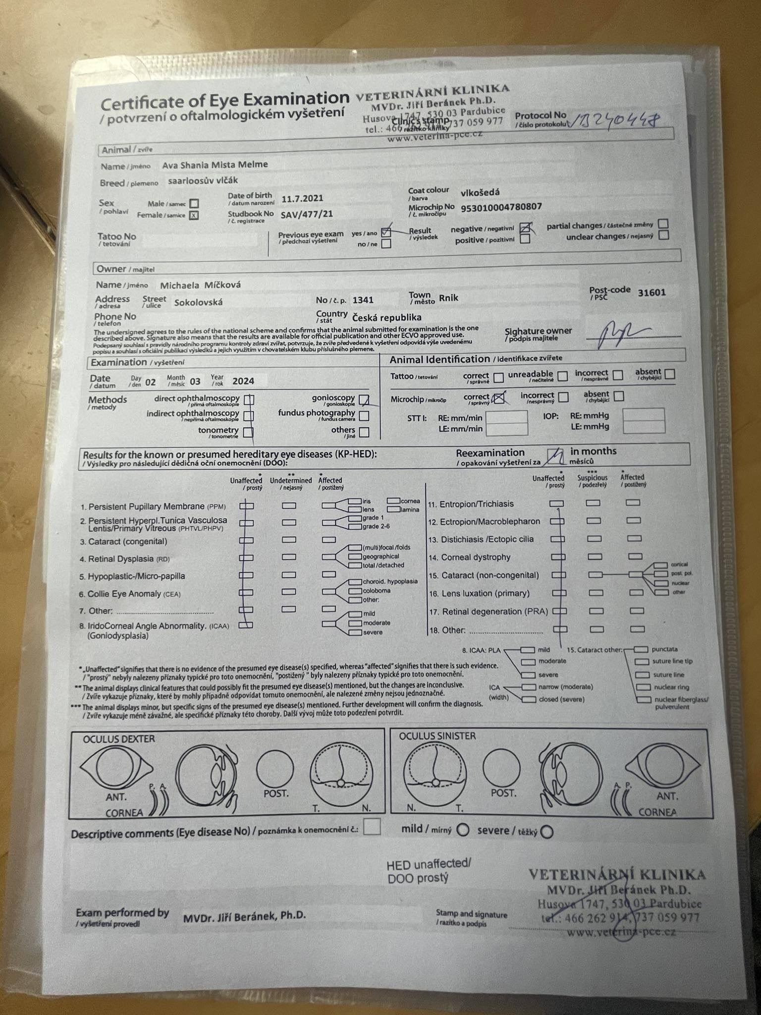 Saarloosův vlčák – Zdravotní výsledky – Ava (foto 12)