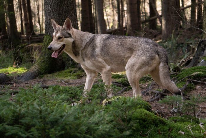 Aladar Thyme Mista Melmë z vrhu A, Saarloosův vlčák (foto 27)