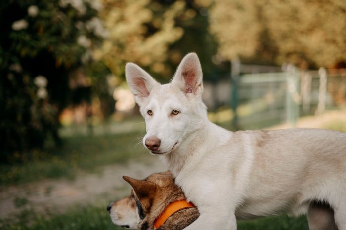 Bree Goldberry Mista Melmë (Yuki), Saarloosův vlčák (foto 6)