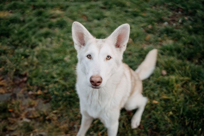 Bree Goldberry Mista Melmë (Yuki), Saarloosův vlčák (foto 13)